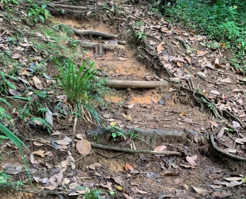 Escalier en bois au cœur de la nature de Copolia Escalier en bois au cœur de la nature de Copolia
