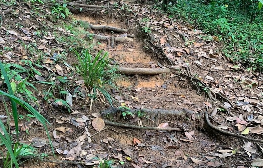 Escalier en bois au cœur de la nature de Copolia Escalier en bois au cœur de la nature de Copolia