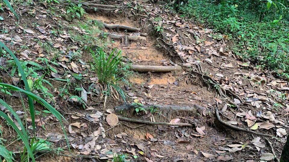 Escalier en bois au cœur de la nature de Copolia Escalier en bois au cœur de la nature de Copolia