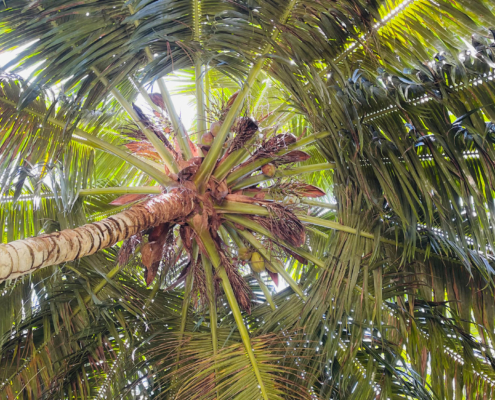 Palm in the beautiful Paradise of Seychelles Palm in the beautiful Paradise of Seychelles