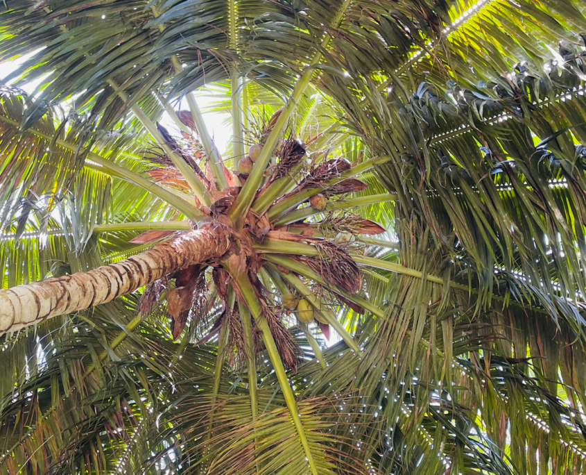 Palm in the beautiful Paradise of Seychelles Palm in the beautiful Paradise of Seychelles