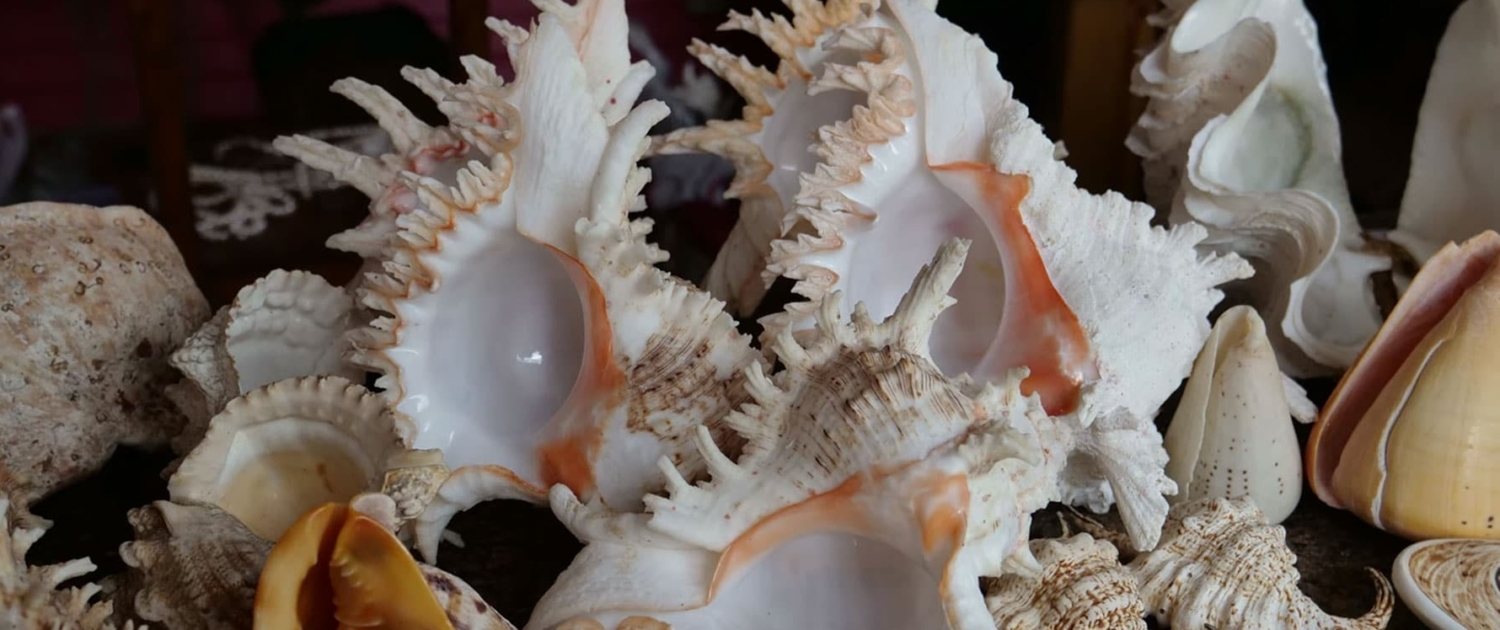 Shells at the Market in Victoria, Seychelles Shells at the Market in Victoria, Seychelles