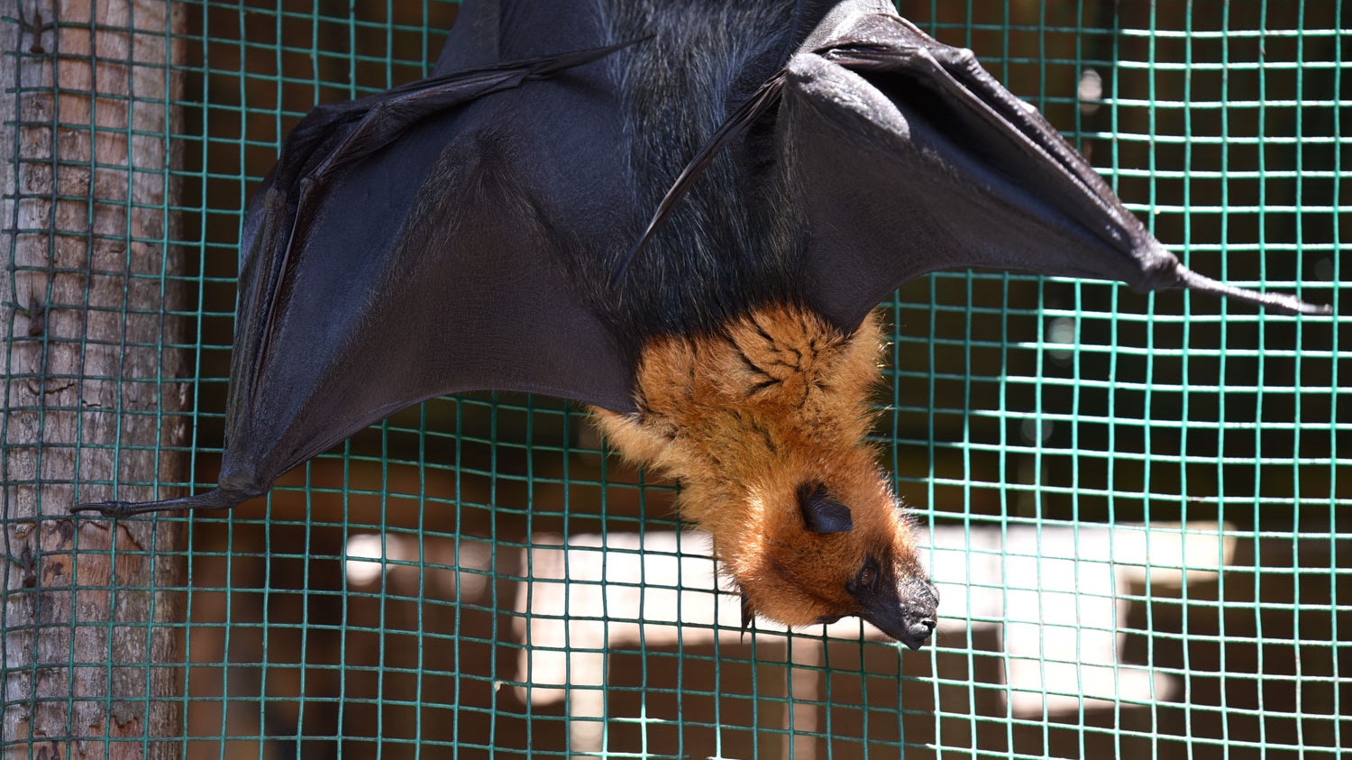Flying Bat Seychelles