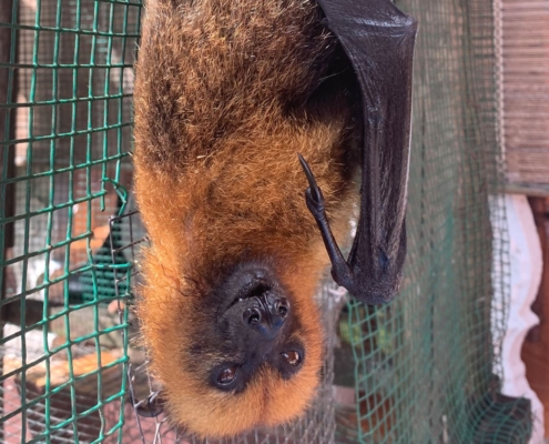 Fruitbat at Anse Major Fruitbat at Anse Major