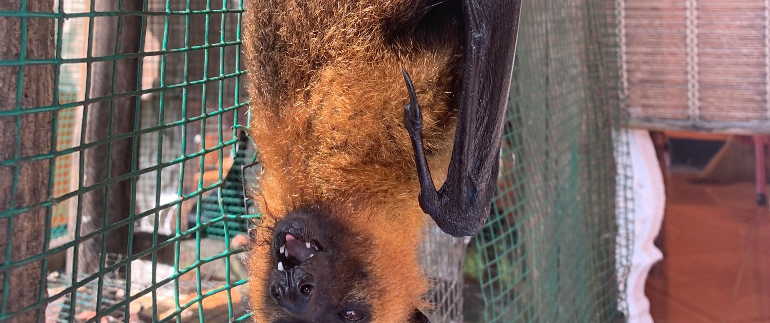Fruit Bat at Anse Major Fruit Bat at Anse Major