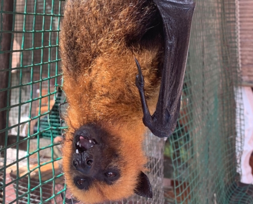 Fruit Bat at Anse Major Fruit Bat at Anse Major