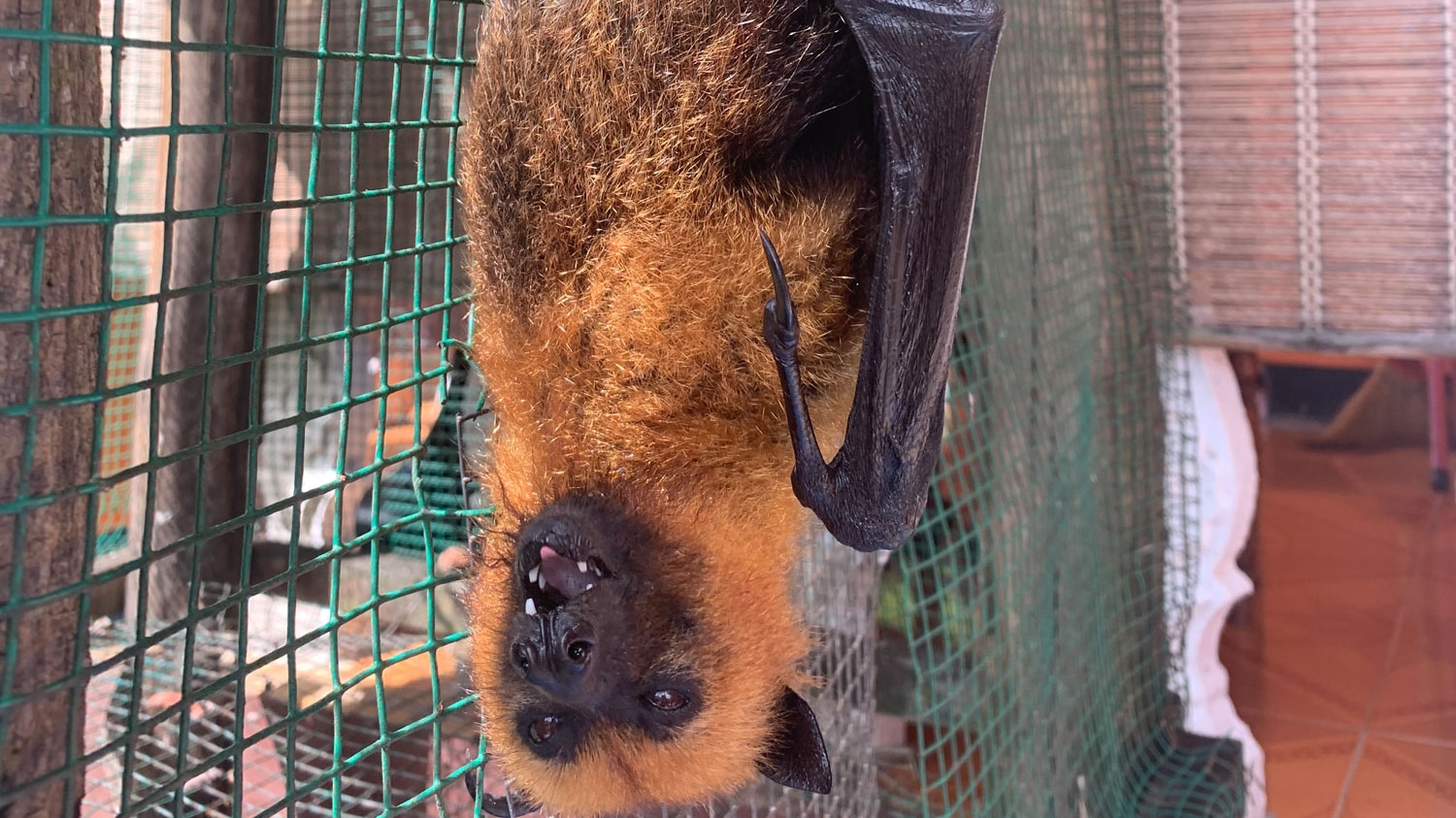 Fruit Bat at Anse Major