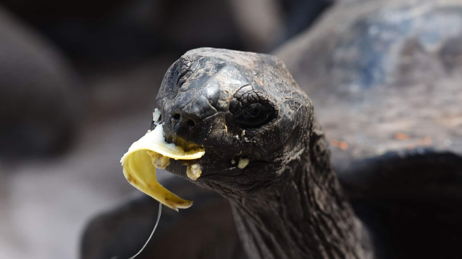Turtle Seychelles Banana